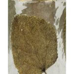 Κηροπήγιο ArteLibre Φύλλα Διάφανο Γυαλί 15x15x15cm - 1 τεμ. - Image 4