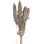 Αποξηραμένα Pampas 7 Κλαδιά 70cm Homie 423130 - 1 τεμ.
