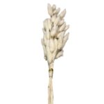 Μπουκέτο Αποξηραμένα Bunny Tails 25 Κλαδιά Μπεζ ~60cm Homie 423128 - 1 τεμ.