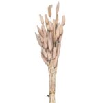 Μπουκέτο Αποξηραμένα Bunny Tails 25 Κλαδιά ροζ 60cm Homie 423129 - 1 τεμ.